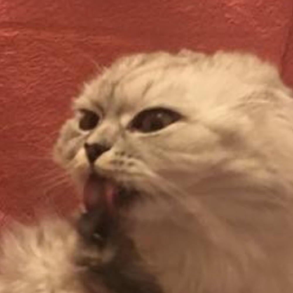 Meet your Posher, Vivian